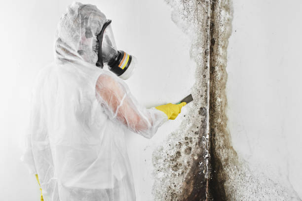 Best Residential Mold Removal  in Portland, ME