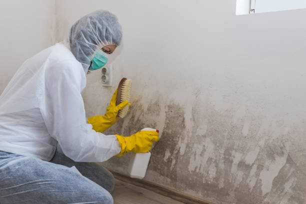 Best Office Mold Removal Services  in Portland, ME