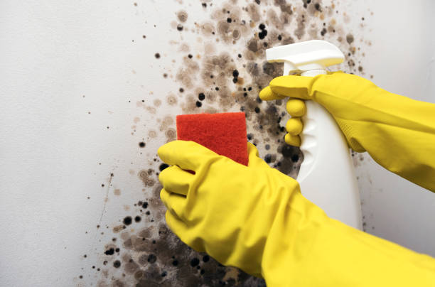 Best Mold Removal Company Near Me  in Portland, ME