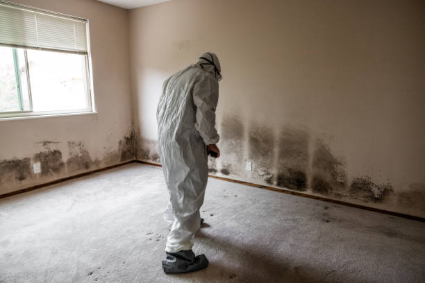 Best Black Mold Removal  in Portland, ME