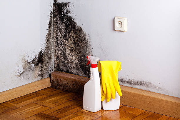 Crawl Space Mold Removal in Portland, ME