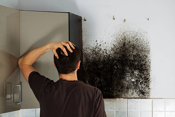 Best Home Mold Removal  in Portland, ME
