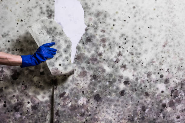 Portland, ME Mold Removal Company