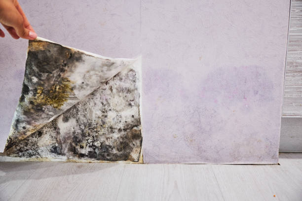 Best Affordable Mold Removal  in Portland, ME